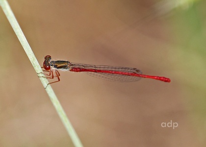 Small Red Damselfly female (Ceriagrion tenellum) Alan Prowse